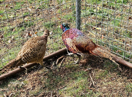 Common Ringneck Pheasants