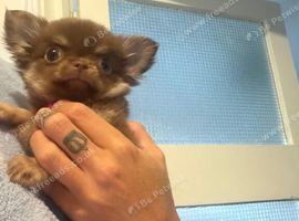 chocolate tan chihuahua puppy for sale