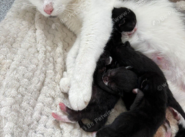 Kittens for homing