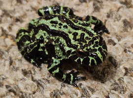 Korean fire bellied toad