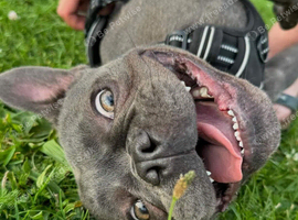 Loving frenchie 3 in september