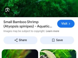 Bamboo shrimps