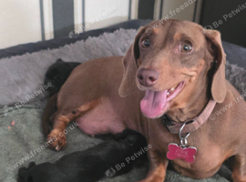 Dachshund cross spaniel puppies