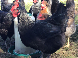 FRENCH SILVER BLACK MARAN HATCHING EGGS
