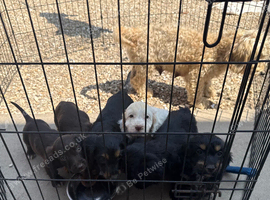 Cocker spaniel pups