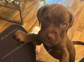 7 bandogge pups for sale