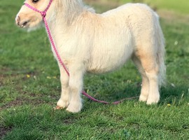 Registered miniature Shetland