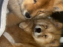 2 chow chows