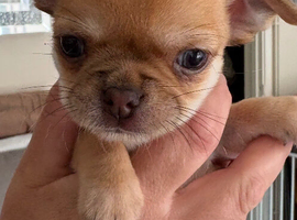 Chihuahua puppies