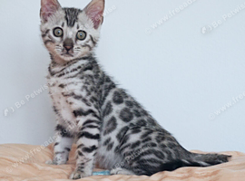 Stunning Silver Rosette Bengal Kitten
