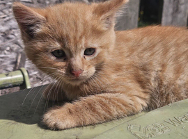 Kittens need a forever home