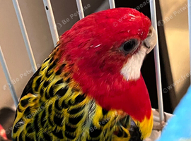 Australian Rosella for sale