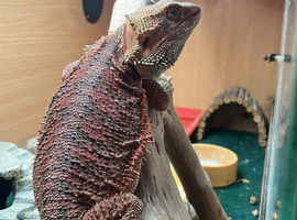 Red monster bearded dragon for sale