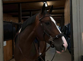 15.3 Thoroughbred Mare