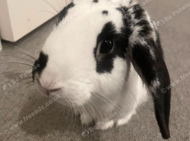 Male Bunny Seeking for a loving forever home
