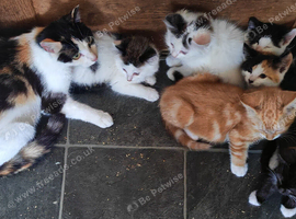 6 kittens some lovely playful characters, not Preston - it's near Southport