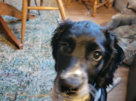 6 month old springer seeks new home..