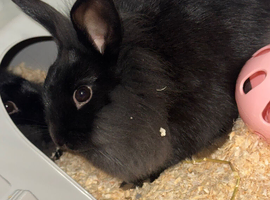 2 female sister rabbits