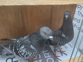 Pigeons