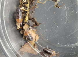 REDHEAD ISOPOD SALE (30 for &pound;15)