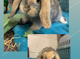Mini Lop Bunnies