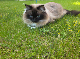 Seal point mitted