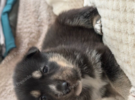 Shepkey puppies for sale German shepherd X husky