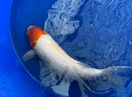 Koi for sale