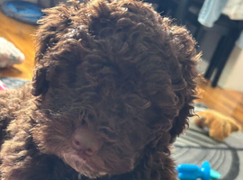15 weeks old choc brown male puppy