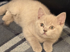 British Shorthair Kittens