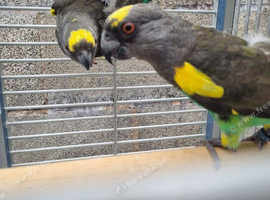 Stunning pair meyers parrot