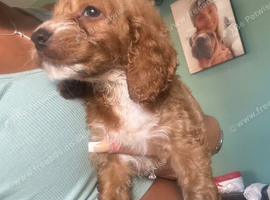 Cavapoo pups