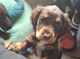 Last 3 gorgeous sprocker spaniel pups 1 chocolate girl 2 black boys