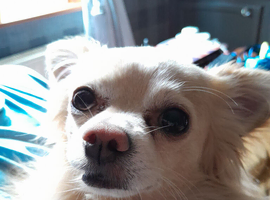 My beautiful boy 5.1/2 needs loving home.due to my ill health all that matters is he's well being
