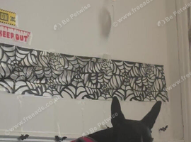 18 month Belgian malinois cross
