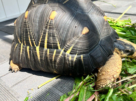 CB2011 Radiated Tortoise for sale