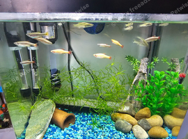 Fish for new waters