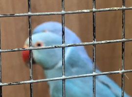 Pair of Indian ringnecks for sale