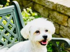 Stunning girl Maltese