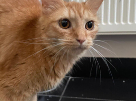 6 neutered females. Age approx 18months
