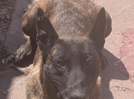 **Trained Dutch Shepherd**