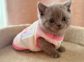 Female lilac British short hair