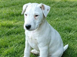 Parson male puppy