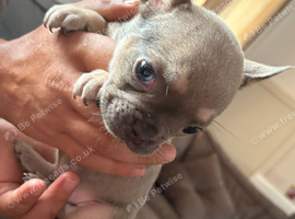 Beautiful French bulldogs