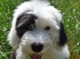 LOUIE KC Registered Old English Sheepdog READY NOW