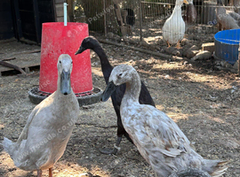 Trio of runner ducks