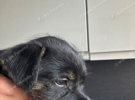 Terrier X Staffy puppies
