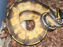 Royal Pythons