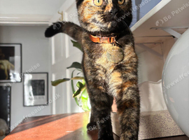 Beautiful tortoiseshell female kitten