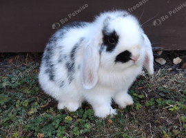 Purebred mini lop doe